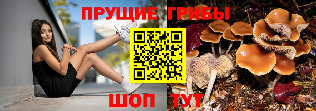 Галлюциногенные грибы GOLDEN TEACHER  Вход с VPN  Подольск 